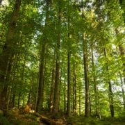 مدیریت پایدار جنگل