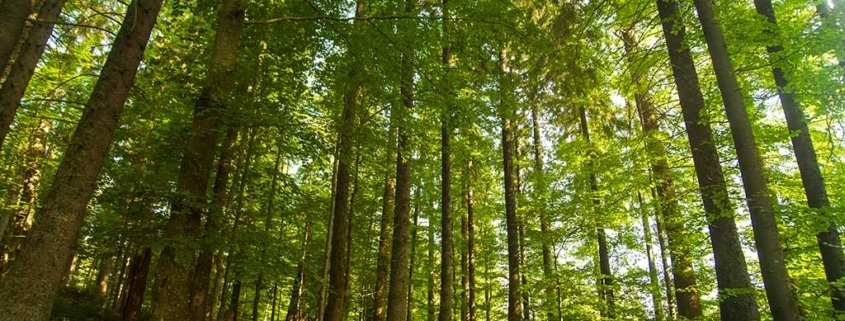 مدیریت پایدار جنگل